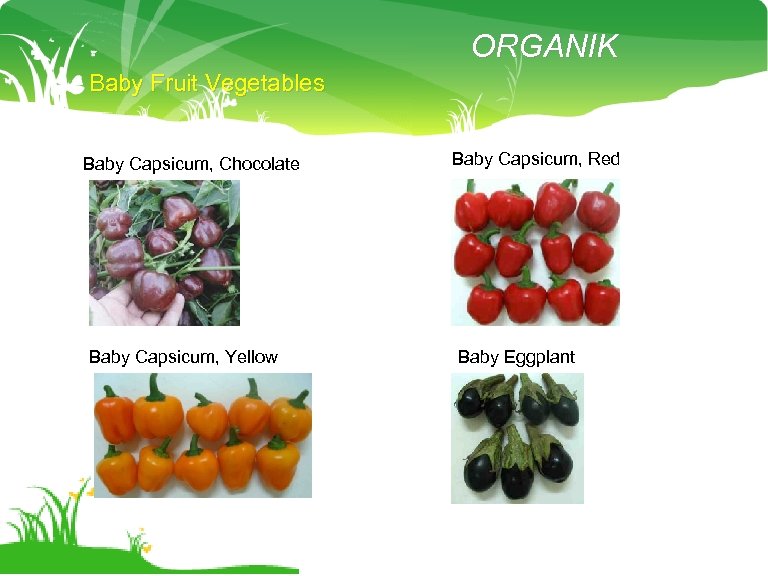 ORGANIK Baby Fruit Vegetables Baby Capsicum, Chocolate Baby Capsicum, Yellow Baby Capsicum, Red Baby