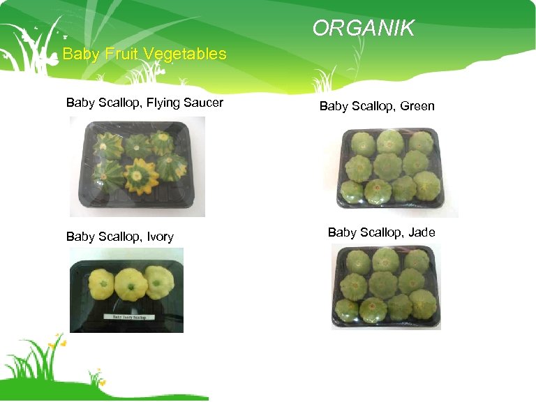 ORGANIK Baby Fruit Vegetables Baby Scallop, Flying Saucer Baby Scallop, Ivory Baby Scallop, Green