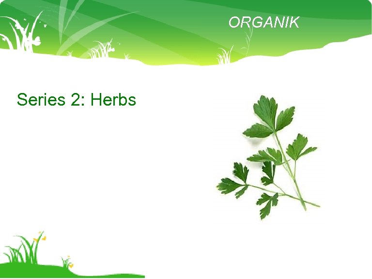 ORGANIK Series 2: Herbs 
