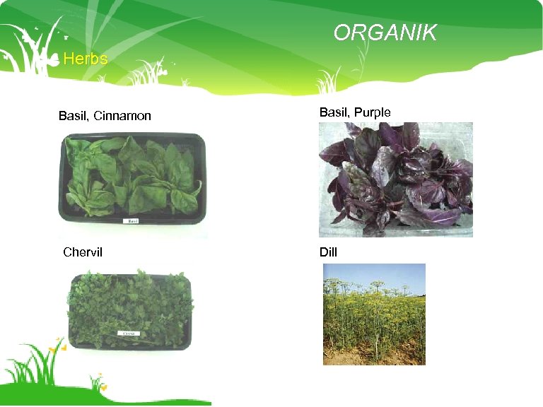 ORGANIK Herbs Basil, Cinnamon Chervil Basil, Purple Dill 