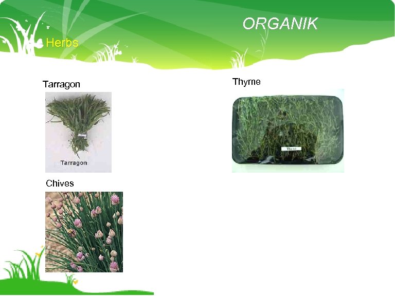 ORGANIK Herbs Tarragon Chives Thyme 