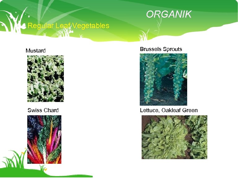 ORGANIK Regular Leaf Vegetables Mustard Swiss Chard Brussels Sprouts Lettuce, Oakleaf Green 