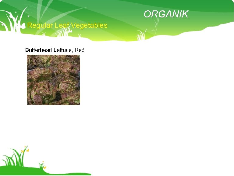 ORGANIK Regular Leaf Vegetables Butterhead Lettuce, Red 