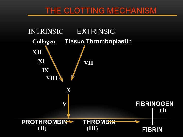 THE CLOTTING MECHANISM EXTRINSIC INTRINSIC Collagen Tissue Thromboplastin XII XI IX VIII VII X