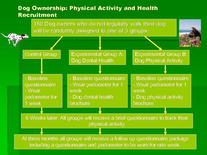 Dog Ownership: Physical Activity and Health Recruitment 150 Dog owners who do not regularly