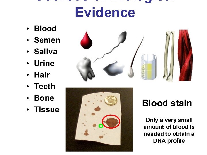 Sources of Biological Evidence • • Blood Semen Saliva Urine Hair Teeth Bone Tissue