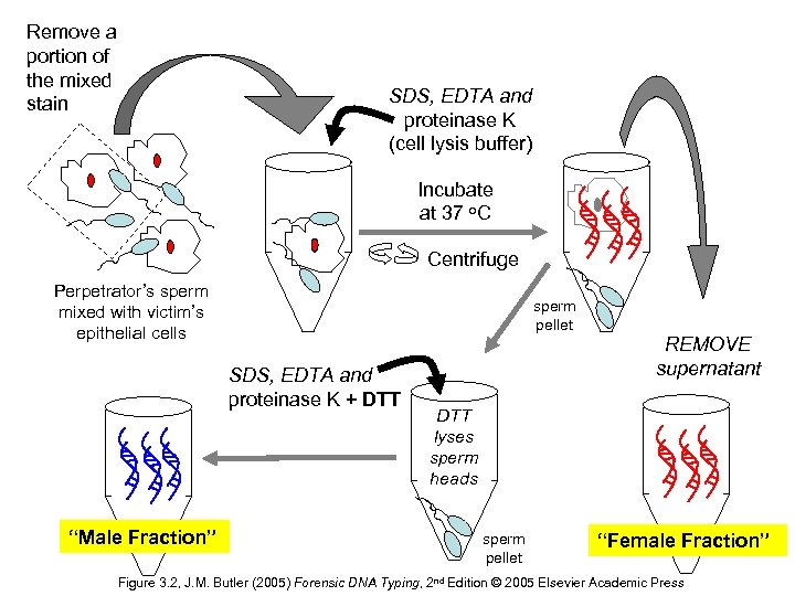 Remove a portion of the mixed stain SDS, EDTA and proteinase K (cell lysis