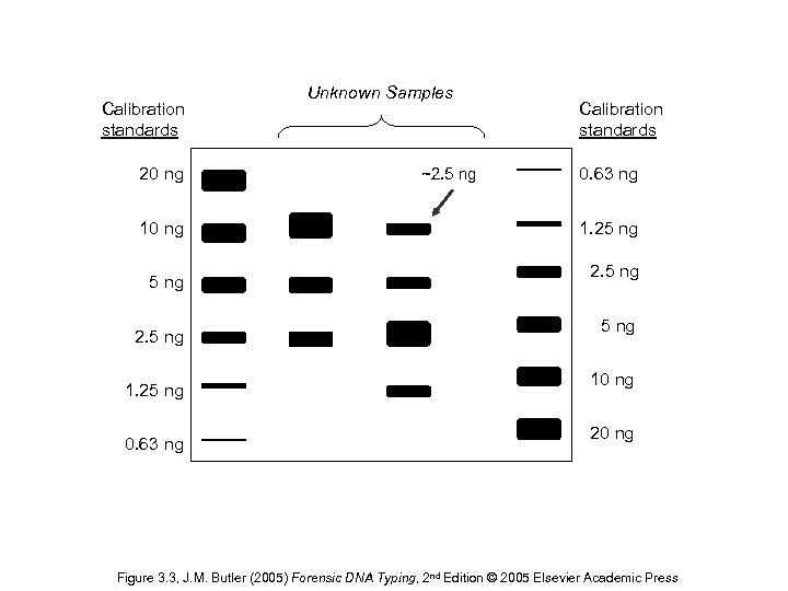 Calibration standards 20 ng 10 ng 5 ng 2. 5 ng 1. 25 ng