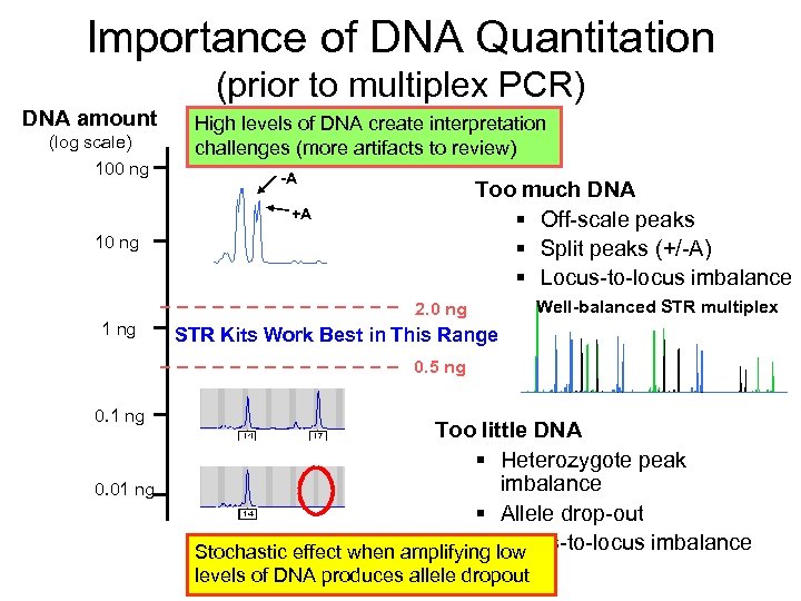 Importance of DNA Quantitation (prior to multiplex PCR) DNA amount (log scale) 100 ng