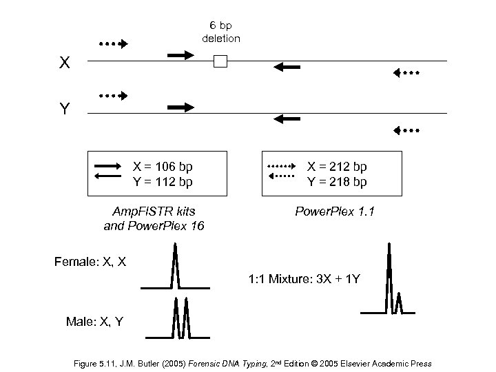 6 bp deletion X Y X = 106 bp Y = 112 bp Amp.