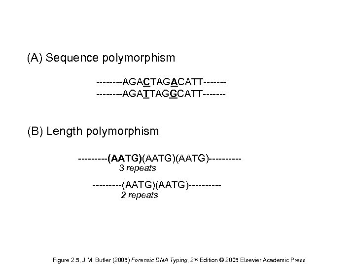 (A) Sequence polymorphism ----AGACTAGACATT-------AGATTAGGCATT------- (B) Length polymorphism -----(AATG)(AATG)-----3 repeats -----(AATG)-----2 repeats Figure 2. 5,