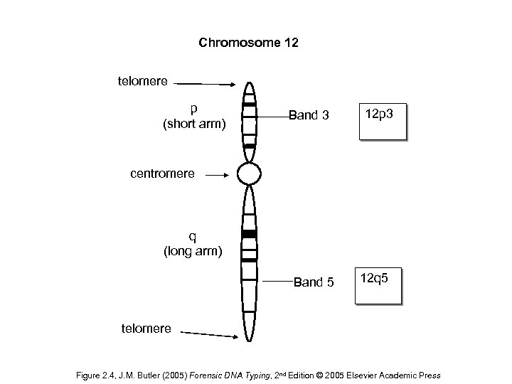 Chromosome 12 telomere p (short arm) Band 3 12 p 3 centromere q (long