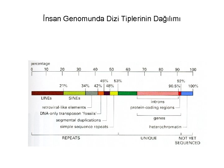 İnsan Genomunda Dizi Tiplerinin Dağılımı 