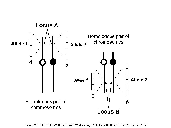 Locus A Allele 1 Allele 2 4 Homologous pair of chromosomes 5 Allele 2