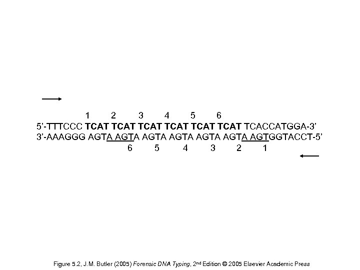  1 2 3 4 5 6 5’-TTTCCC TCAT TCAT TCACCATGGA-3’ 3’-AAAGGG AGTA AGTA