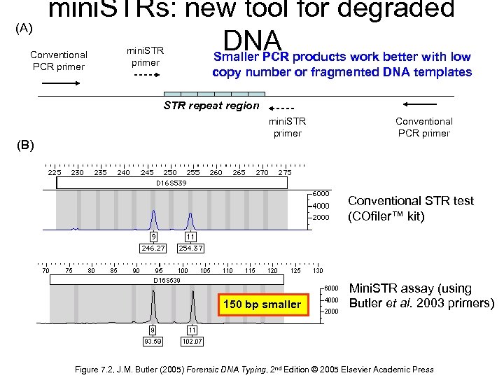 (A) mini. STRs: new tool for degraded DNA products work better with low Smaller