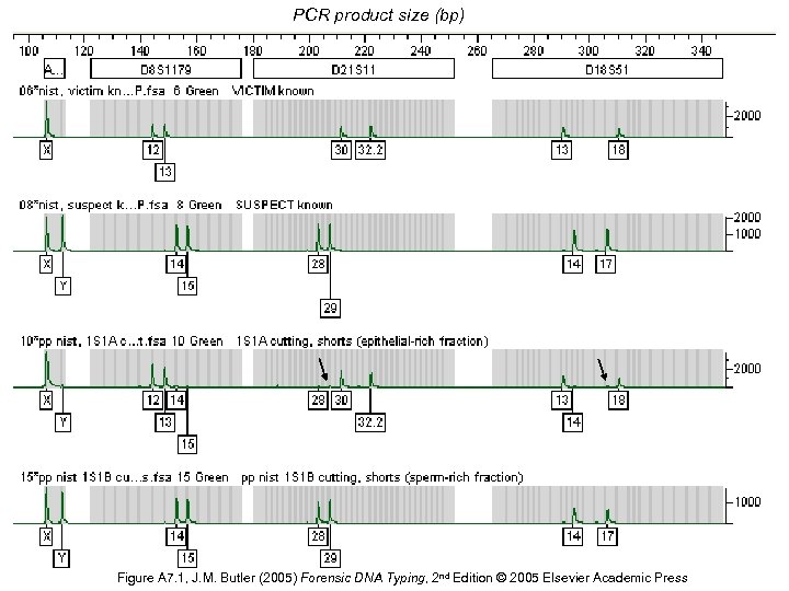 PCR product size (bp) Figure A 7. 1, J. M. Butler (2005) Forensic DNA