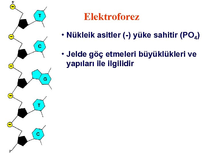 Elektroforez • Nükleik asitler (-) yüke sahitir (PO 4) • Jelde göç etmeleri büyüklükleri