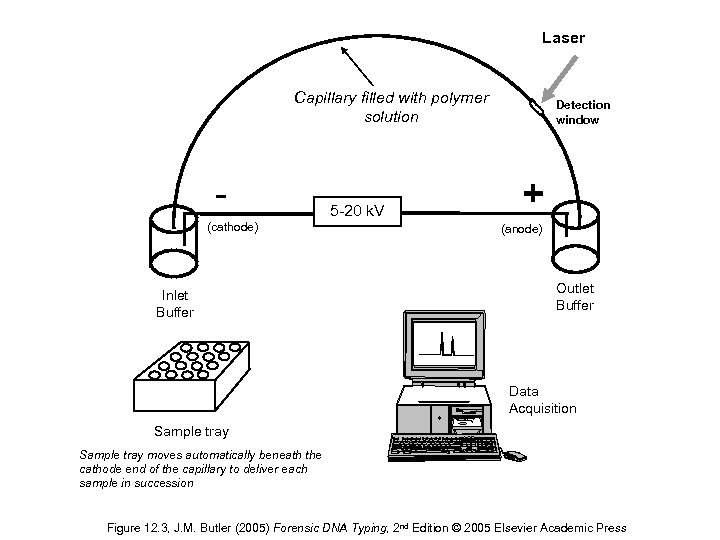 Laser Capillary filled with polymer solution (cathode) Inlet Buffer 5 -20 k. V Detection