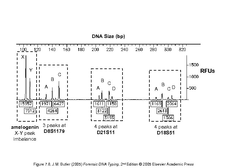 DNA Size (bp) X Y B RFUs C A amelogenin 3 peaks at X-Y