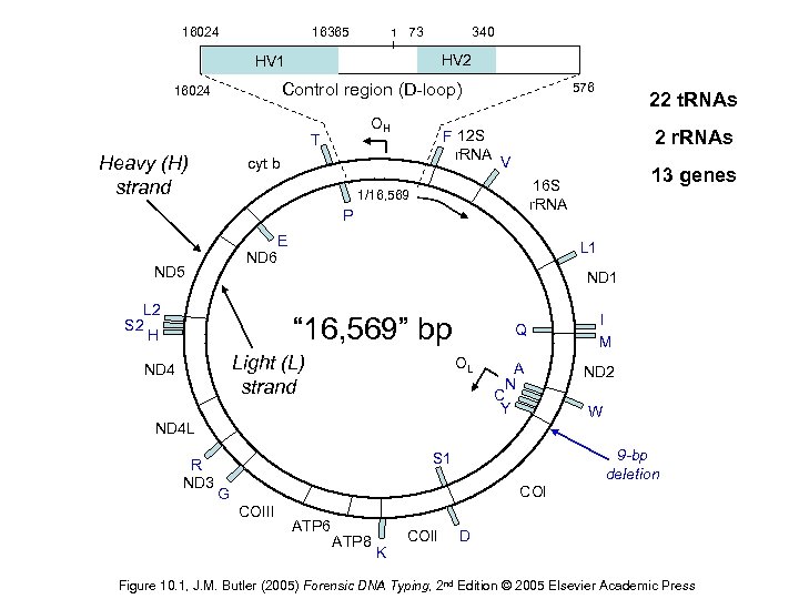 16024 16365 1 73 340 HV 2 HV 1 Control region (D-loop) 16024 OH