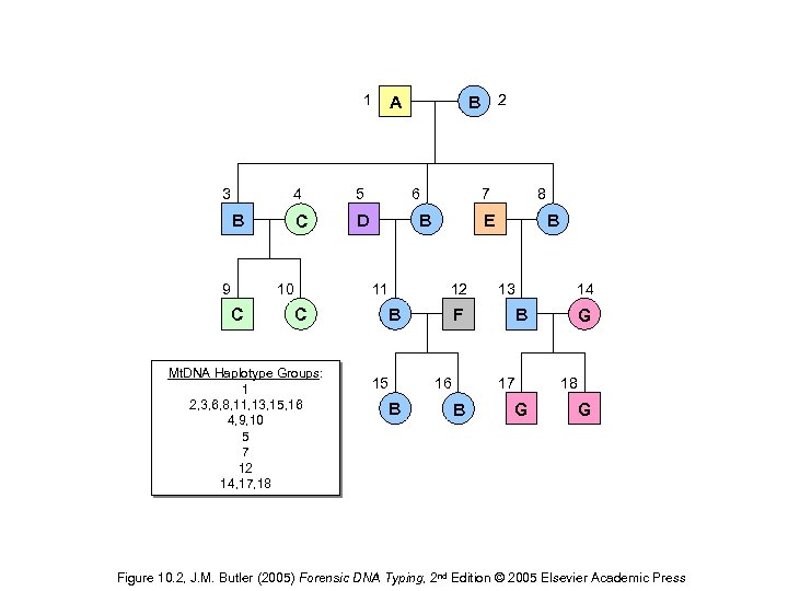 1 3 4 5 C D B 9 10 C 6 Mt. DNA Haplotype