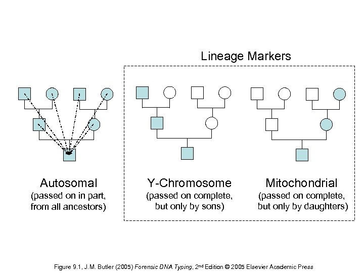 Lineage Markers Autosomal Y-Chromosome Mitochondrial (passed on in part, from all ancestors) (passed on