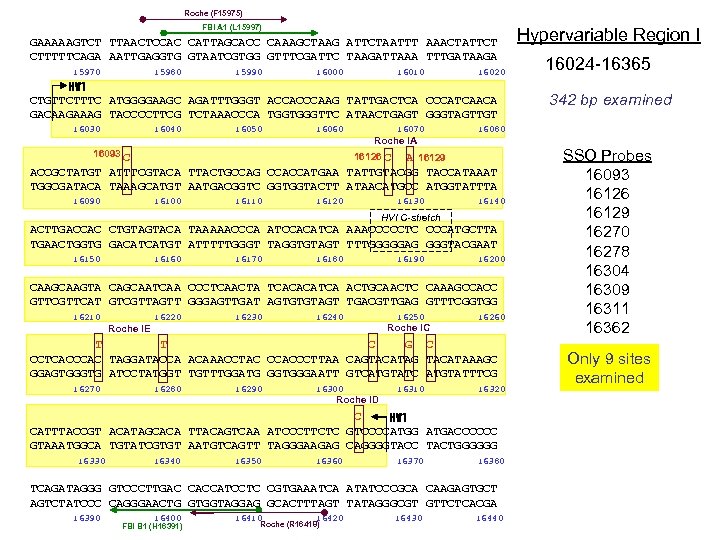 Roche (F 15975) FBI A 1 (L 15997) GAAAAAGTCT TTAACTCCAC CATTAGCACC CAAAGCTAAG ATTCTAATTT AAACTATTCT