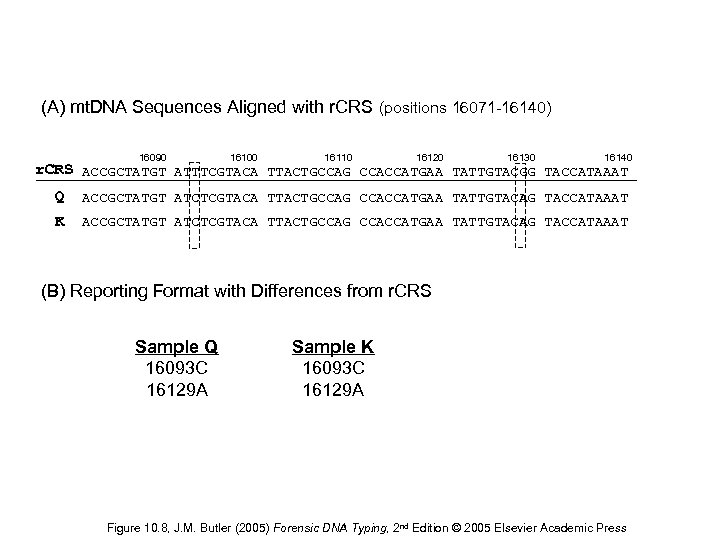 (A) mt. DNA Sequences Aligned with r. CRS (positions 16071 -16140) 16090 16100 16110