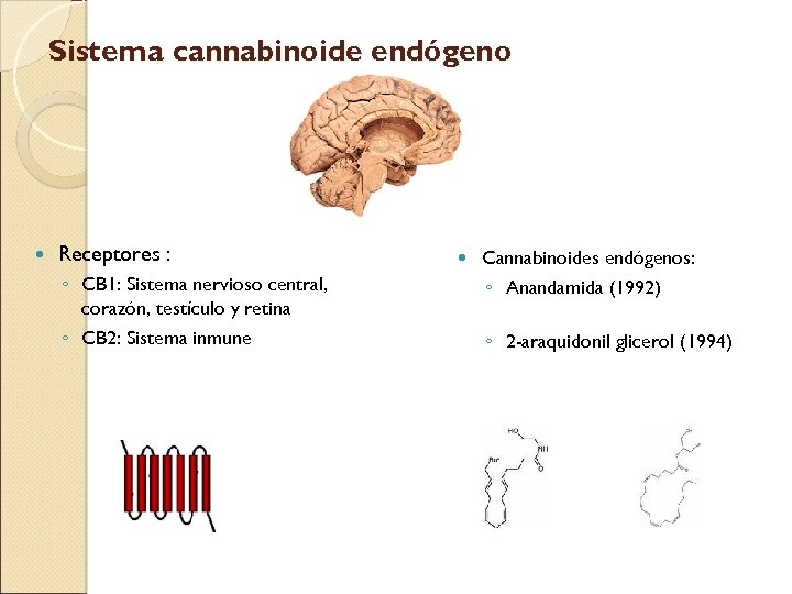 Sistema cannabinoide endógeno Receptores : ◦ CB 1: Sistema nervioso central, corazón, testículo y