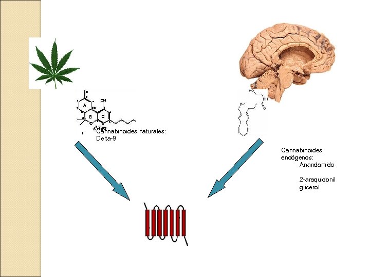 Cannabinoides naturales: Delta-9 Cannabinoides endógenos: Anandamida 2 -araquidonil glicerol 