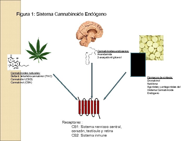 Figura 1: Sistema Cannabinoide Endógeno Cannabinoides endógenos: Anandamida 2 -araquidonil glicerol Cannabinoides naturales: Delta-9