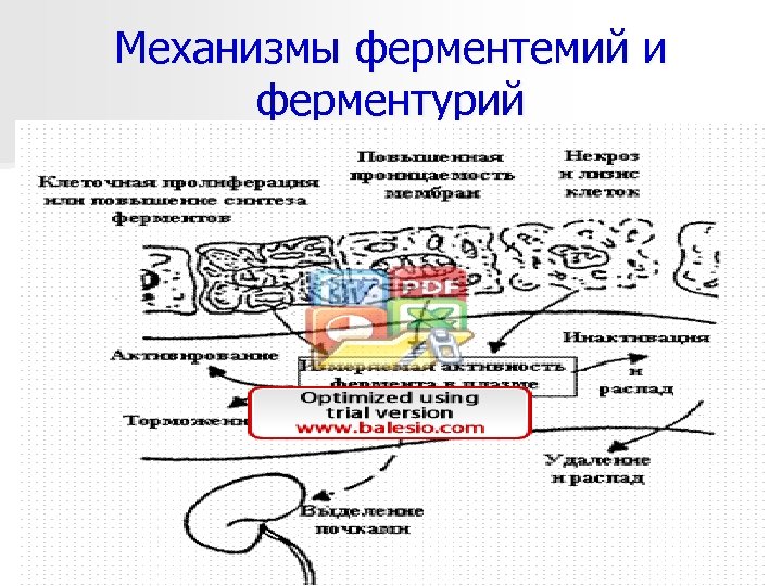 Механизмы ферментемий и ферментурий 16. 03. 2018 