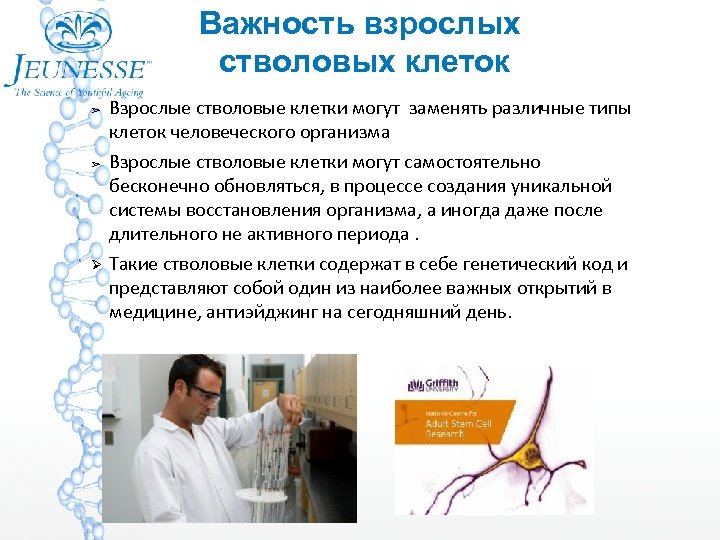 Важность взрослых стволовых клеток ➢ ➢ Взрослые стволовые клетки могут заменять различные типы клеток