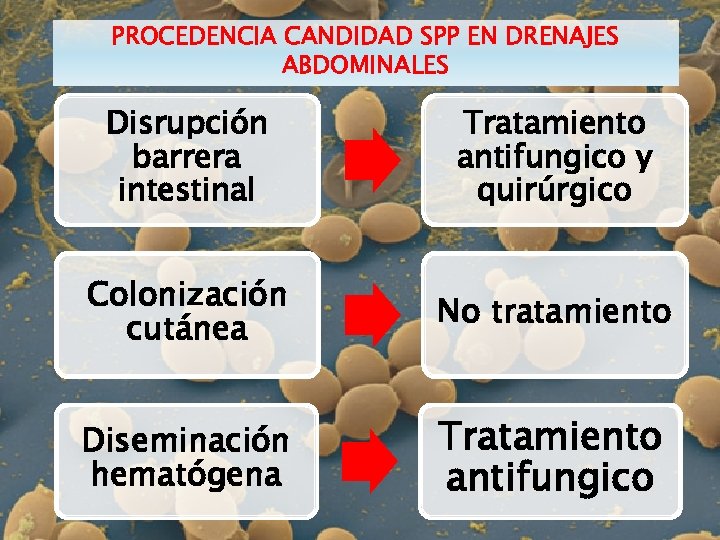 PROCEDENCIA CANDIDAD SPP EN DRENAJES ABDOMINALES Disrupción barrera intestinal Tratamiento antifungico y quirúrgico Colonización