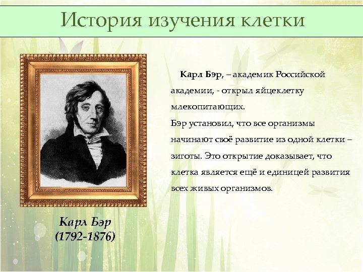 История изучения клетки Карл Бэр, – академик Российской академии, - открыл яйцеклетку млекопитающих. Бэр