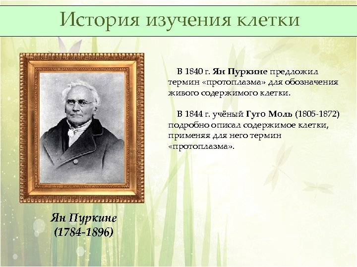 История изучения клетки В 1840 г. Ян Пуркине предложил термин «протоплазма» для обозначения живого