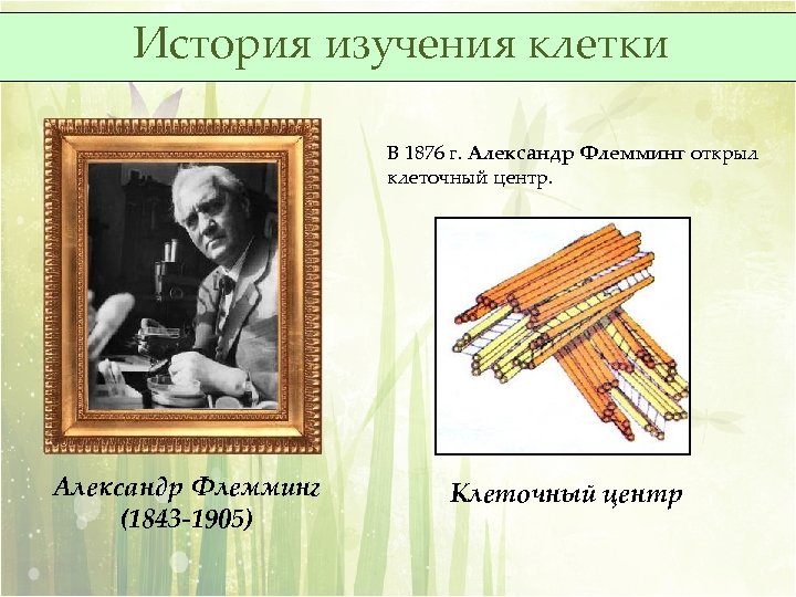 История изучения клетки В 1876 г. Александр Флемминг открыл клеточный центр. Александр Флемминг (1843