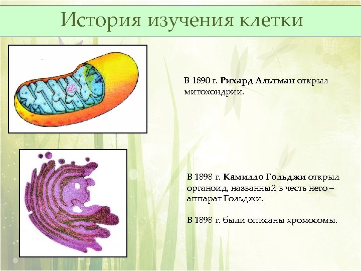 История изучения клетки В 1890 г. Рихард Альтман открыл митохондрии. В 1898 г. Камилло