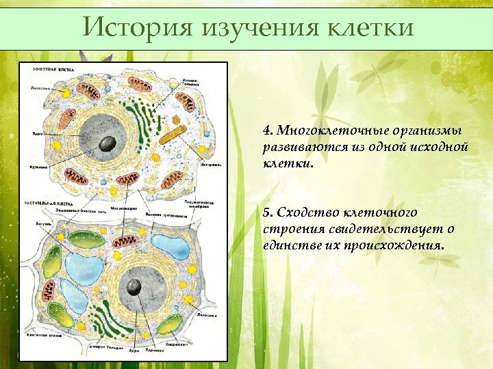 История изучения клетки 4. Многоклеточные организмы развиваются из одной исходной клетки. 5. Сходство клеточного