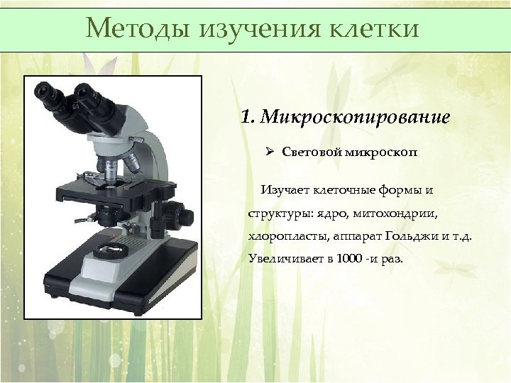 Методы изучения клетки 1. Микроскопирование Ø Световой микроскоп Изучает клеточные формы и структуры: ядро,