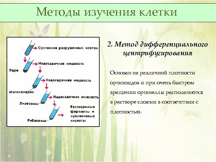 Методы изучения клетки 2. Метод дифференциального центрифугирования Основан на различной плотности органоидов и при