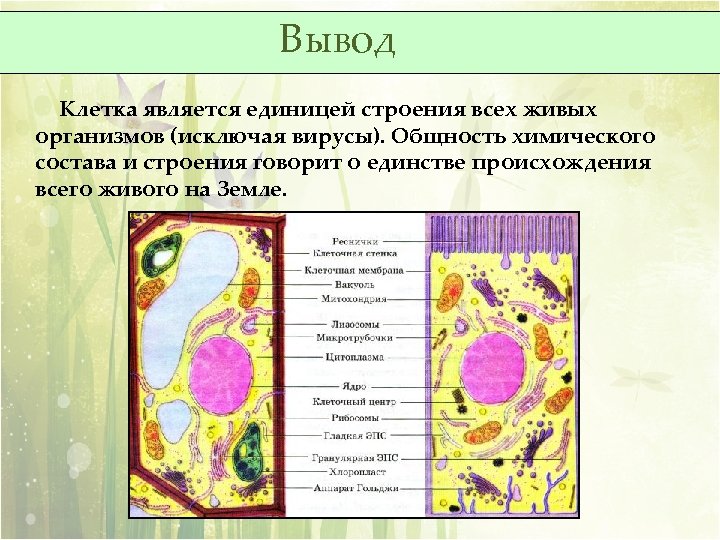 Вывод Клетка является единицей строения всех живых организмов (исключая вирусы). Общность химического состава и