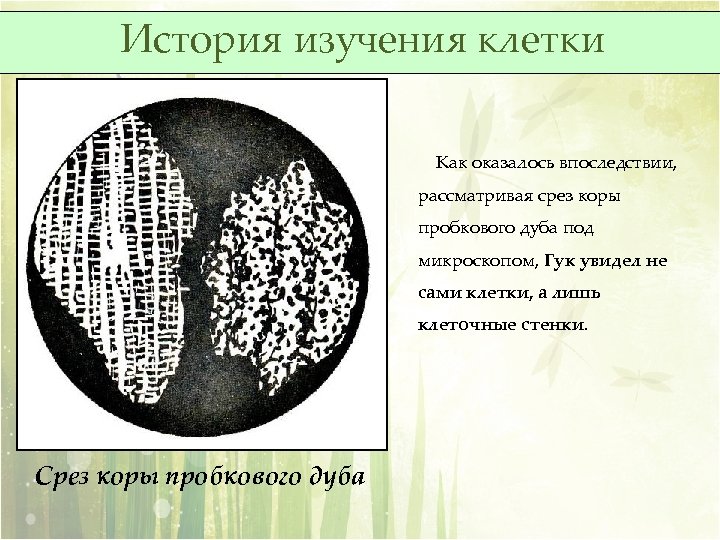 История изучения клетки Как оказалось впоследствии, рассматривая срез коры пробкового дуба под микроскопом, Гук