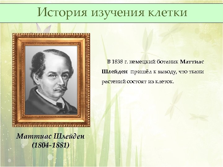 История изучения клетки В 1838 г. немецкий ботаник Маттиас Шлейден пришёл к выводу, что