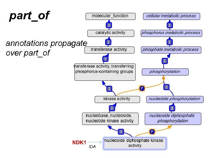 part_of annotations propagate over part_of NDK 1 IDA 