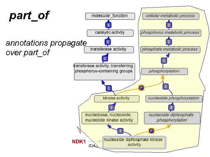 part_of annotations propagate over part_of NDK 1 IDA 