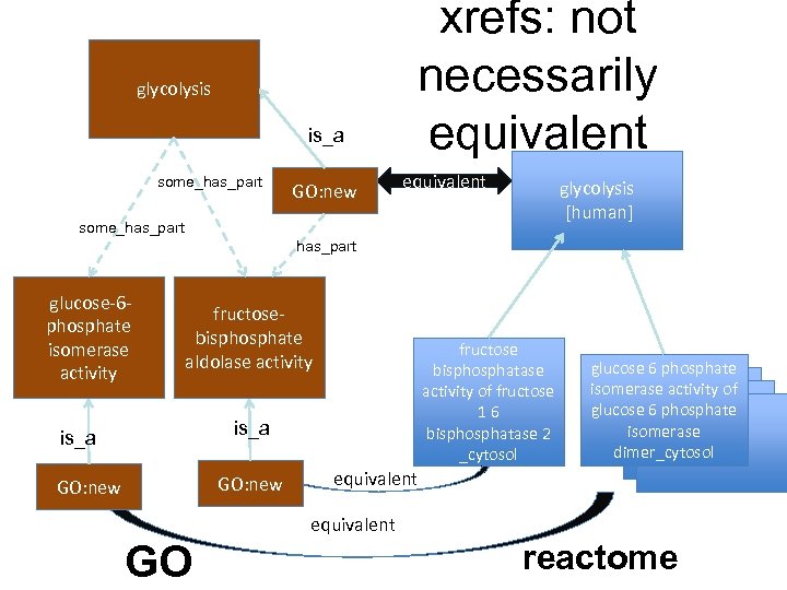 glycolysis is_a some_has_part GO: new xrefs: not necessarily equivalent glycolysis [human] some_has_part glucose-6 phosphate