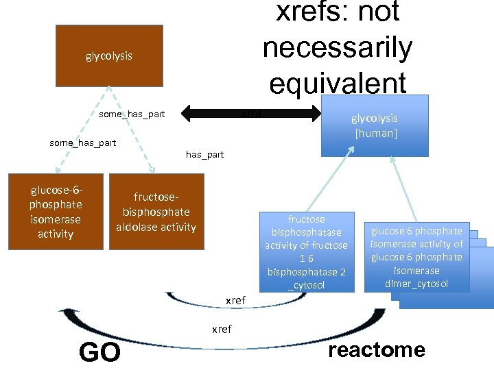 xrefs: not necessarily equivalent glycolysis xref some_has_part glycolysis [human] some_has_part glucose-6 phosphate isomerase activity