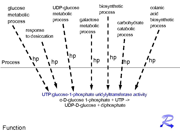 biosynthetic UDP-glucose process metabolic process galactose carbohydrate metabolic catabolic response process to desiccation glucose